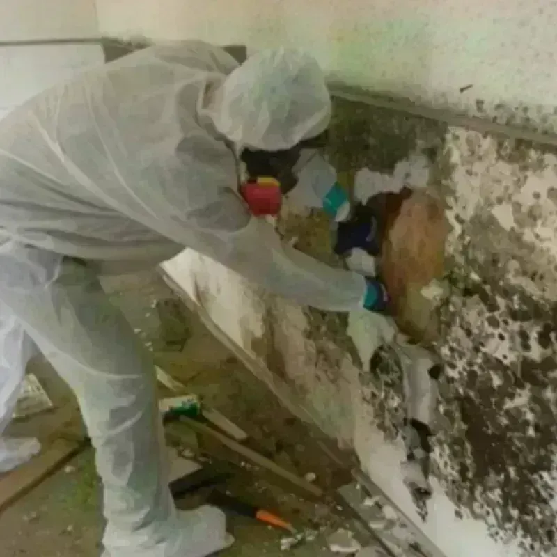 Mold Remediation and Removal in Big Horn County, WY